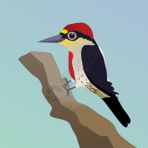 啄木鸟饲养黄额啄木鸟设计图片
