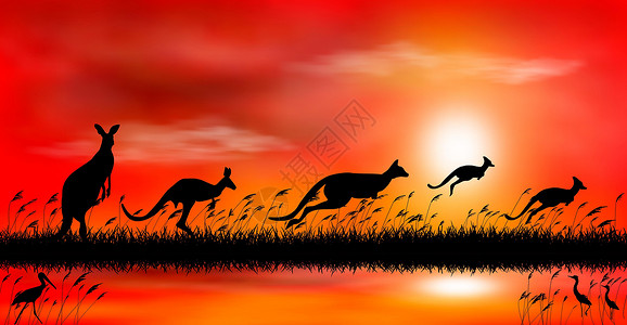 湖边的草湖边夕阳下的袋鼠设计图片