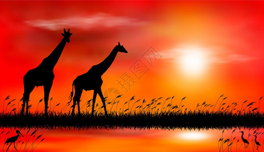 湖边的草湖边夕阳下的长颈鹿设计图片