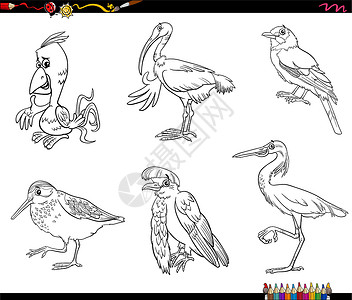 野生鸟类卡通鸟类动物字符设置着色书 pag设计图片