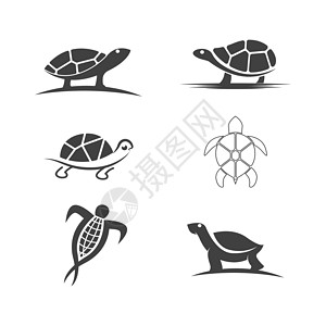 甲壳纲乌龟动物卡通 ico灭绝海洋海滩生物脚蹼住宅生活网站水龟海龟设计图片