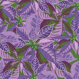 紫罗兰色植物一品红的无缝模式 紫罗兰色科洛圣诞花束装饰品设计图片