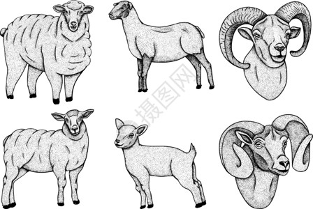 手绘动物标签羊 手绘牛动物放牧矢量图 农场宠物 和设计的插图 农场动物素描写实风格的剪贴画艺术内存羊肉纺织品标签艺术品食物卡通片雕刻卡片设计图片