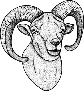 山羊头羊 手绘牛动物放牧矢量图 农场宠物 和设计的插图 农场动物素描写实风格的剪贴画卡片海报绘画墙纸纺织品草图食物标签横幅羊肉设计图片