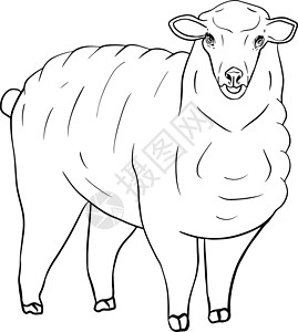 牛臀肉羊 手绘牛动物放牧矢量图 农场宠物 和设计的插图 农场动物素描写实风格的剪贴画横幅羊毛海报内存草图哺乳动物墙纸雕刻绘画标签设计图片