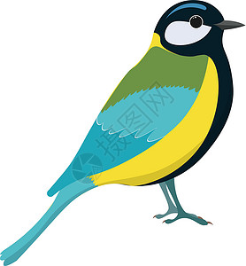 鲁帕古拉蒂半岛托米特鸟矢量图 提摩斯设计图片