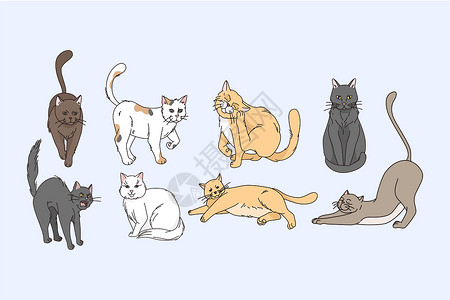 生气的猫猫动物不同概念的概念设计图片