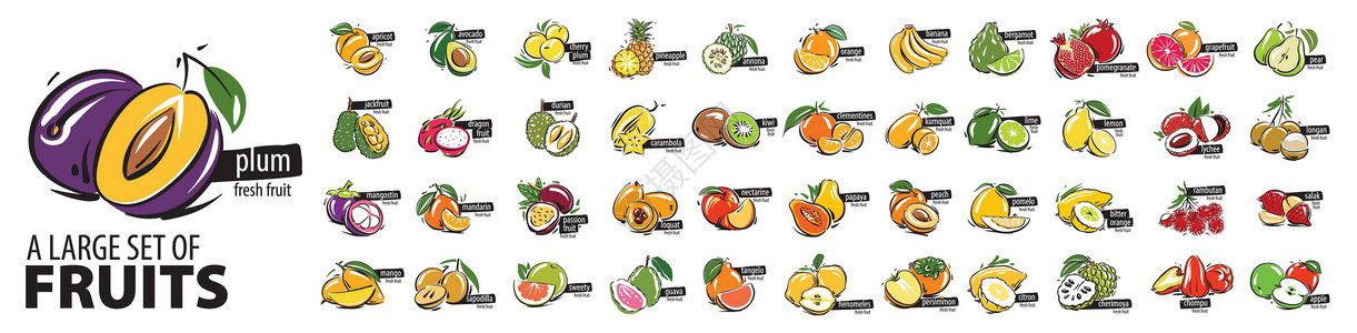 芭乐番石榴将所有水果涂成白色背景的矢量设计图片