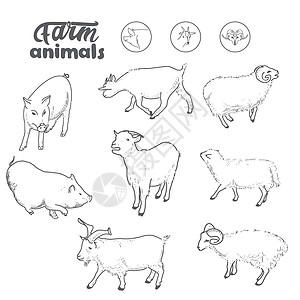 手绘山羊农场动物绵羊 猪 山羊 公羊 羔羊的集合设计图片