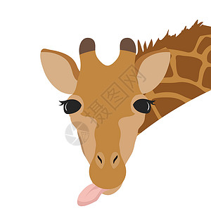 长鼻子白色背景的可爱长颈鹿头部被孤立喇叭小牛哺乳动物动物园动物眼睛食草荒野斑点棕色设计图片