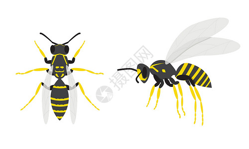 黄蜂毒液黄蜂 两只昆虫 上方和侧面设计图片