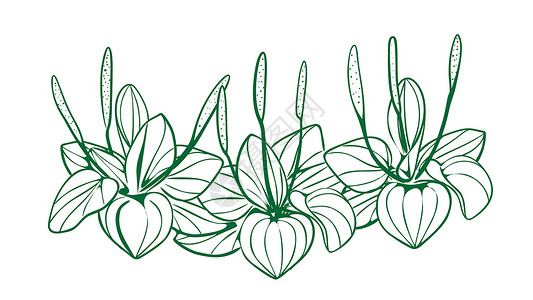 白芽奇兰说明 白黑植物 以孤立的背景为背景的植物设计图片