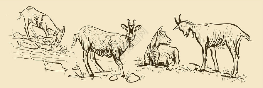 3只动物4只山羊在草地上放牧设计图片