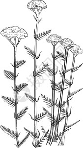 欧蓍草Yrow 花朵植物图解 手画的阿基拉植物设计图片
