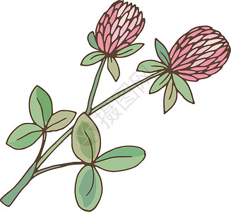特氟林氯氟化碳药草 含绿叶的特雷福油花 三植物设计图片