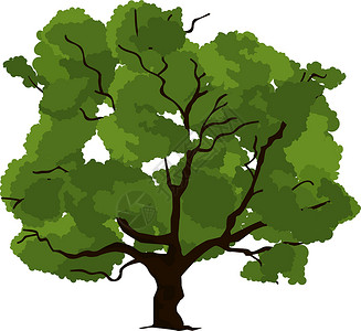 新鲜红布林夏林树 绿橡树 种植植物设计图片