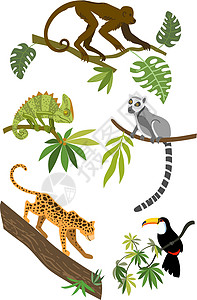 鹦鹉笑声热带动物矢量 美丽的动物组成物 笑声世界插图宠物狐猴情调荒野动物群艺术动物园哺乳动物设计图片