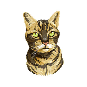 绿色眼睛小猫带着颈部的猫头设计图片