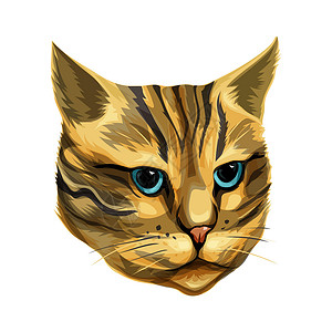 猫肖像猫头是黄褐色设计图片