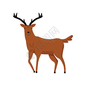 动物半人身两角半平面色向量字符的棕鹿设计图片
