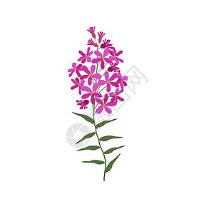 多年生的白色背景的一朵单一野花 香草鲜花工厂生态植物学艺术花瓣草地花园荒野林地场地菊苣设计图片