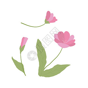 白色背景的一朵单一野花 香草鲜花工厂花序叶子季节插图艺术荒野菊苣植物学生态花瓣设计图片