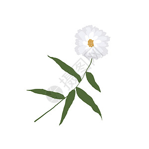 菊苣白色背景的一朵单一野花 香草鲜花工厂艺术季节植物林地花瓣荒野花艺收藏标本馆叶子设计图片