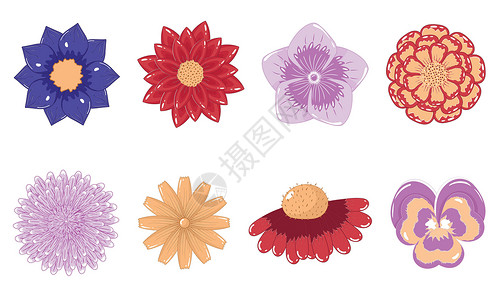 紫色达丽菊以平板风格收集秋秋花芽设计图片