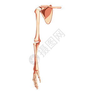 秀长腿上肢臂 有肩甲穿长的皮肤骨质板 人类前部 前侧心血管视图设计图片