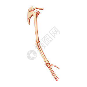 尺骨右手解剖正确 锁颈 肩骨 前臂3D;左臂2D 直角3D设计图片