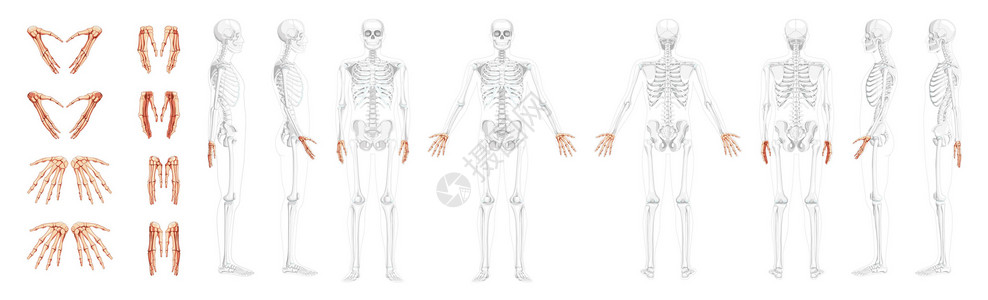 系统线素材人类前部后侧视图 部分骨骼位置透明 Carpals 手腕 代形臂设计图片