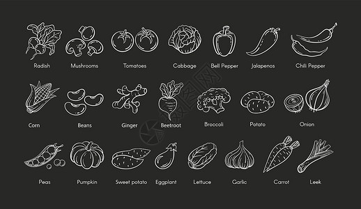 饭馆手工绘制的蔬菜成套矢量说明设计图片