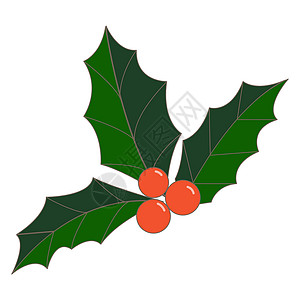 松针叶霍利浆果和叶叶子图解矢量说明 圣诞节 新年 冬季圣诞礼物松叶云杉树叶松果现实枞树套装松树松枝设计图片