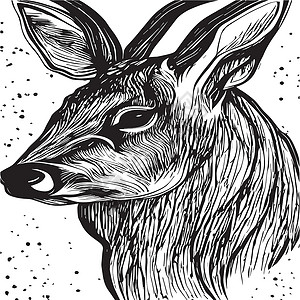 动物肖像驯鹿肖像 特写 矢量图 北方的野生动物 在风景的鹿头松树公园织物卡通片艺术海岸墙纸动物丘陵草地设计图片
