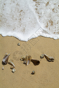 海滩上的海壳 贝壳 夏天 喷 假期 游泳背景图片