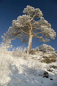 白雪冬树 风景 树木 冬天 户外 深的 冷杉高清图片