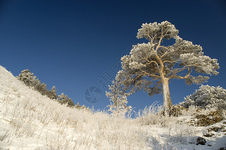 白雪冬树 清除 户外 深的 旅行 冰 寒冷的 逃离高清图片