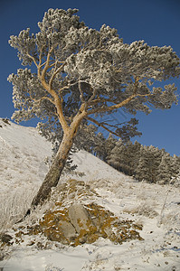 白雪冬树 小路 仙境 旅游 风暴 清除 针叶树 冰高清图片