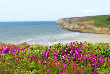 欧洲大西洋沿岸地区 植物 海岸线 悬崖 海 夏天 爬坡道图片