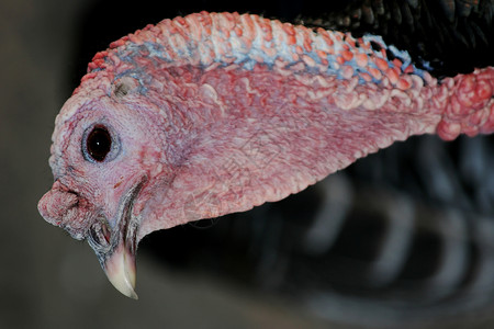 土耳其画像 家禽 感恩 草 假期 荒野 动物背景图片