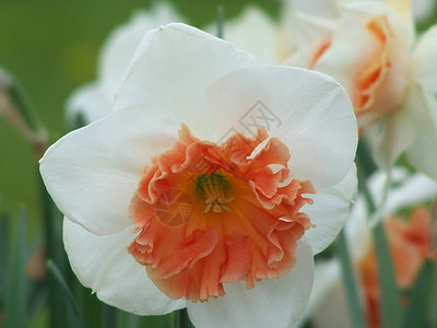 达法迪尔 花粉 假期 花的 宏观 植物群 天 橙子背景图片