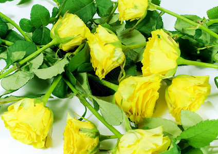 黄色玫瑰背景 黄色的 白色的 问候语 叶子 浪漫 婚礼 情人节图片