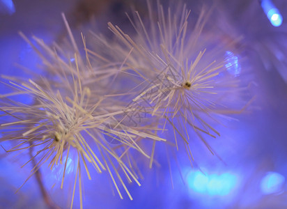 带烈火的滥林 十二月 雪 蓝色的 装饰品 情绪 火灾背景图片
