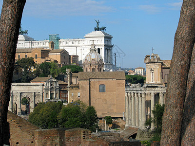 穿越树木的罗马论坛背景图片