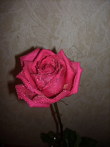 粉红玫瑰 出生 一根茎 花瓣 愉快 一朵花 一个背景 眼泪图片