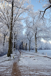 霜花树 季节性的 圣诞节 寒冷的 雪 冰 季节 公园图片