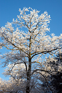 霜花树 冰 圣诞节 公园 季节性的 树木图片