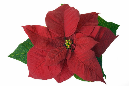 圣诞节装饰品 Painestia 红色的 叶子背景图片