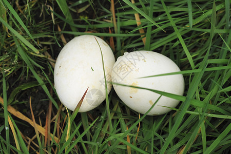 草地上两个鸡蛋 家 春天 假期 四月 后代 鸟蛋 鹅背景图片