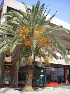 旅馆附近的棕榈树图片